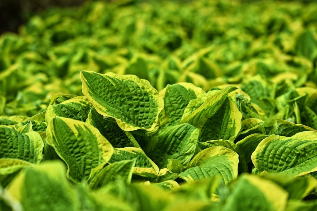 虫食いから野菜を守る農薬