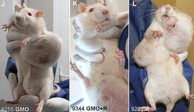 遺伝子組み換えトウモロコシキングコーンを食べたネズミ