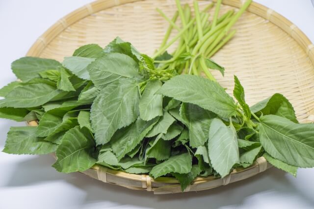栄養の王様野菜、モロヘイヤ