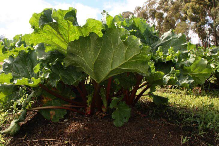 有機(オーガニック)・無農薬の野菜は安心・安全