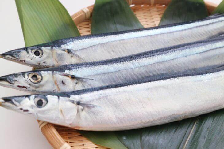 青魚