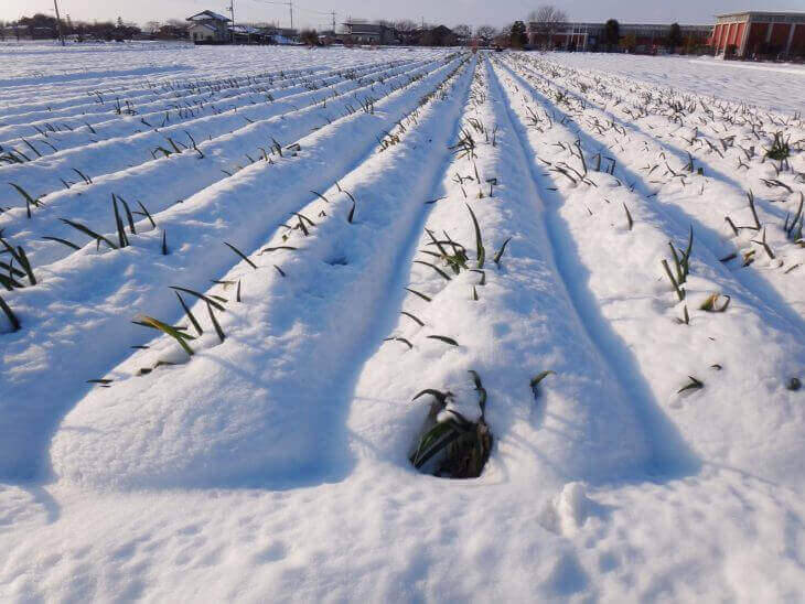 体を温める食べ物の特徴