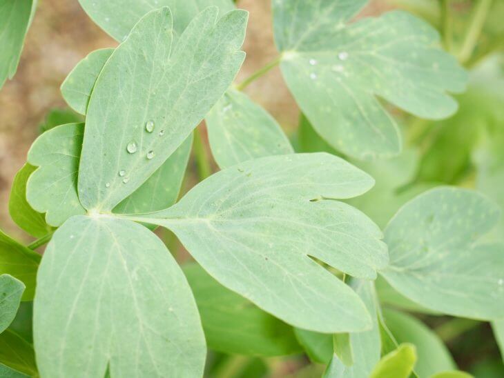 長命草(ボタンボウフウ)とは?