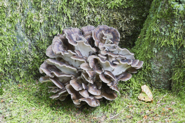 舞茸の健康効果・効能