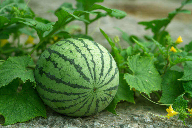 スイカは野菜?果物?